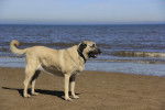 Photo Kangal