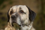 Photo Kangal