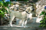 Photo Kangal