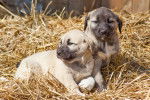Photo Kangal