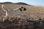 Photo Kangal