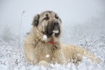 Photo Kangal