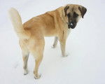 Un Kangal sur une surface enneigée 