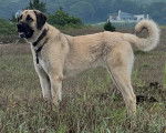 Un Kangal sur un terrain herbeux et portant un collier autour du cou