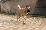 Un Kangal marchant sur une surface bétonnée 