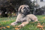 Un Kangal allongé sur un terrain herbeux 