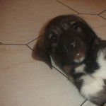 Ganjah - Kangal (2 mois)