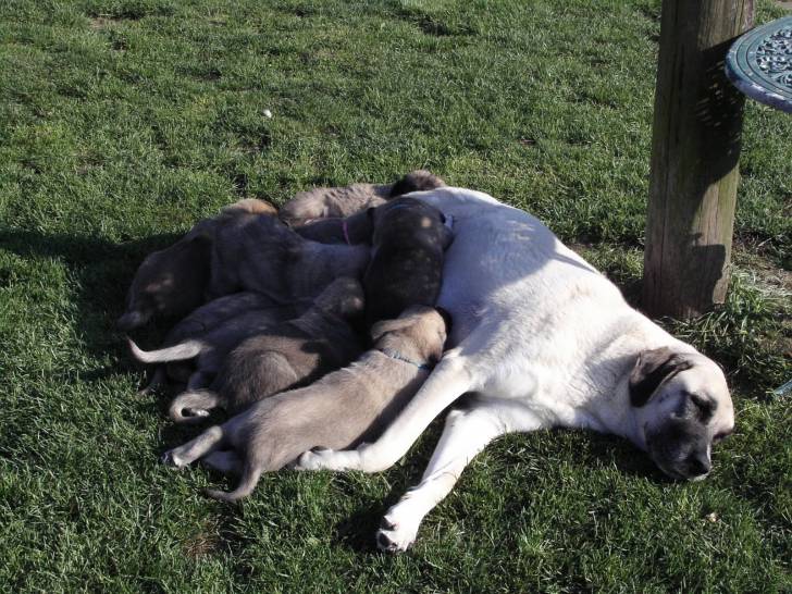 ashka and 9 pups - Kangal
