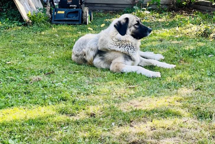 Un Kangal allongé sur une surface gazonnée 