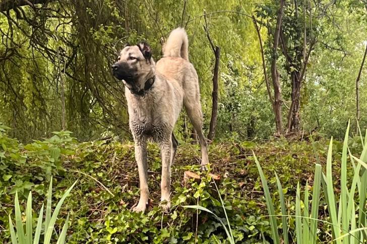 Un Kangal sur une surface herbacée et portant un collier autour du cou