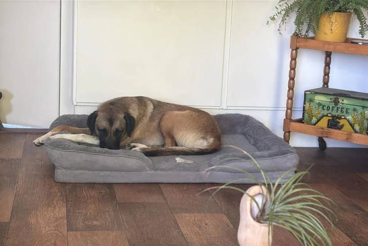 Un Kangal allongé dans un panier 