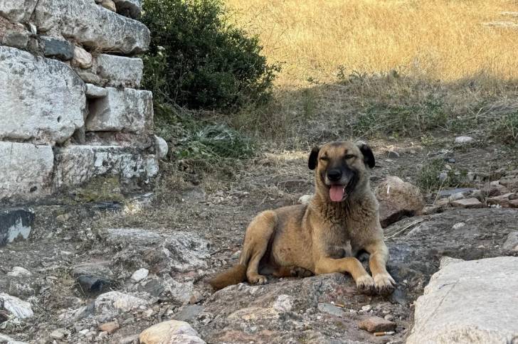 Un Kangal allongé sur une surface rocailleuse et tirant la langue 