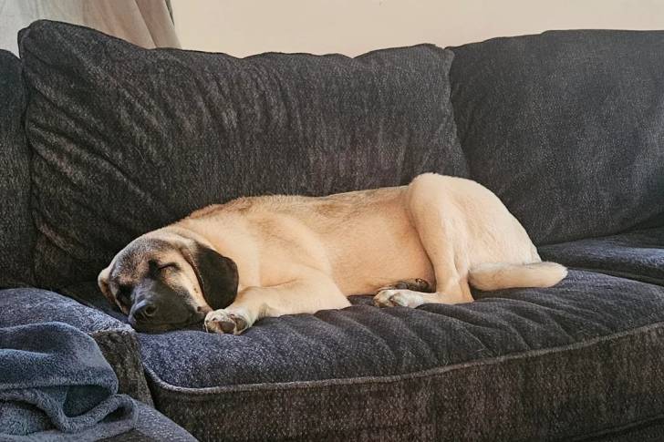Un Kangal allongé sur un canapé et semblant dormir 
