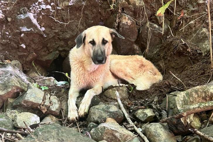 Un Kangal allongé sur des pierres et regardant vers la caméra