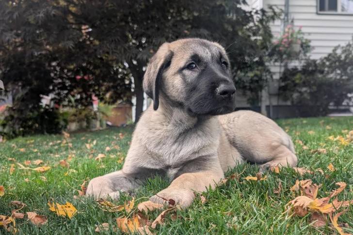 Un Kangal allongé sur un terrain herbeux 