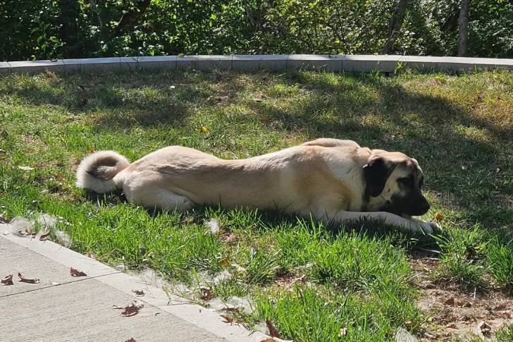 Un Kangal allongé sur un surface herbacée 
