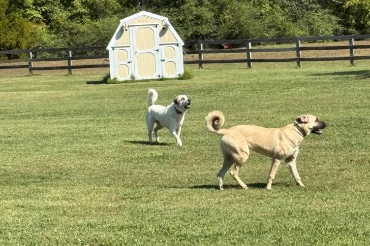 Deux Kangal marchant sur une surface gazonnée et portant un collier autour de leurs cous 