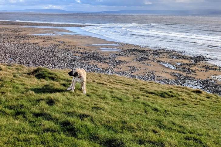 Un Kangal sur une surface herbacée 