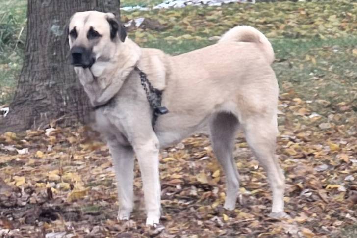 Un Kangal sur un sol jonchés de feuilles mortes et portant un harnais 