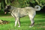 BERGER D'ANATOLIE, Emel du val de la boissiere, 8 mois - Kangal (8 mois)