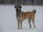 Doc Berger d'Anatolie de 3 ans - Kangal (3 ans)