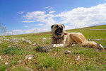 Photo Kangal
