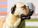 Photo Kangal