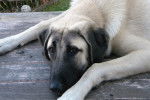 Photo Kangal
