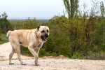 Photo Kangal