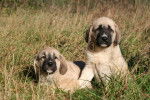 Photo Kangal