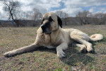 Photo Kangal