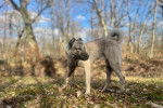 Un Kangal sur un sol jonchés de feuilles mortes et qui est tenu en laisse 