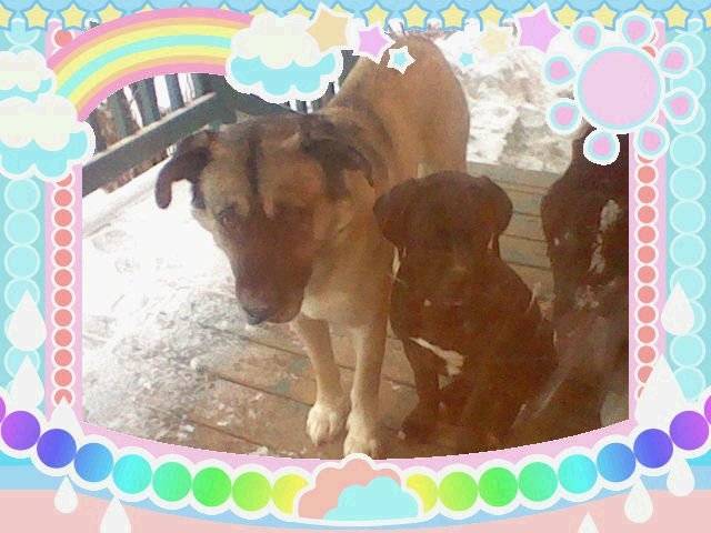 Traz and Jake - Kangal Mâle