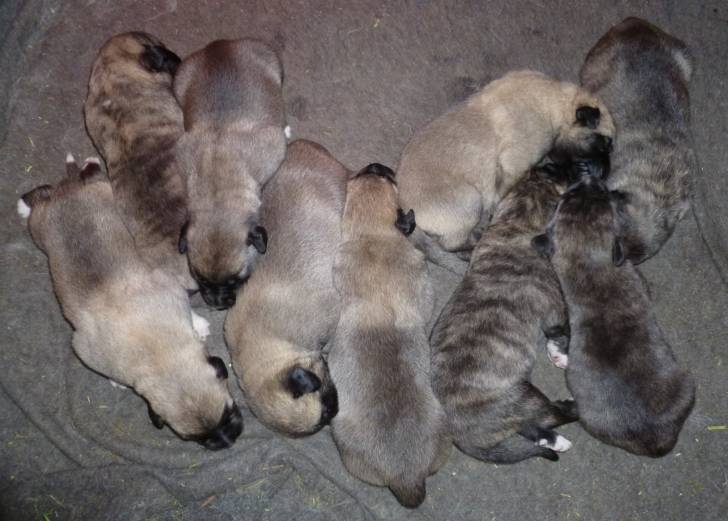 ashkas 9 pups - Kangal