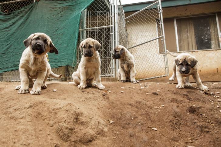 bugs,flower,lopi and anter - Kangal