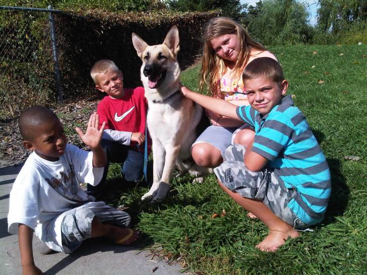sammy - Kangal Femelle (1 mois)