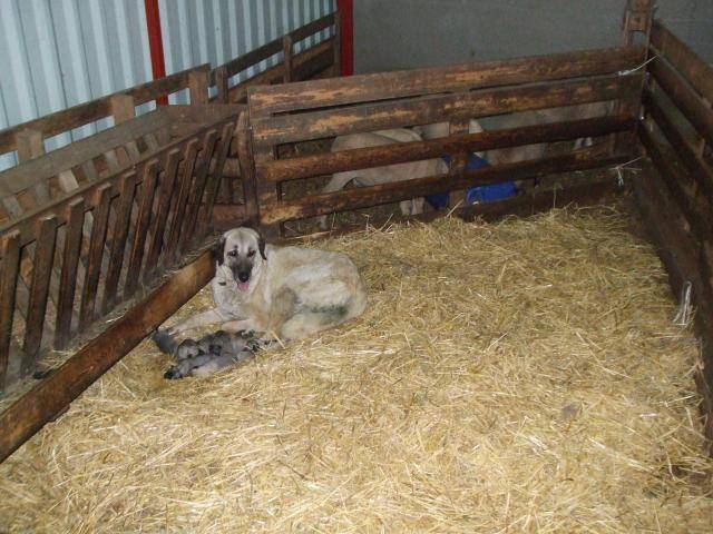 chiots kangal ( berger d'anatolie ) - Kangal Femelle