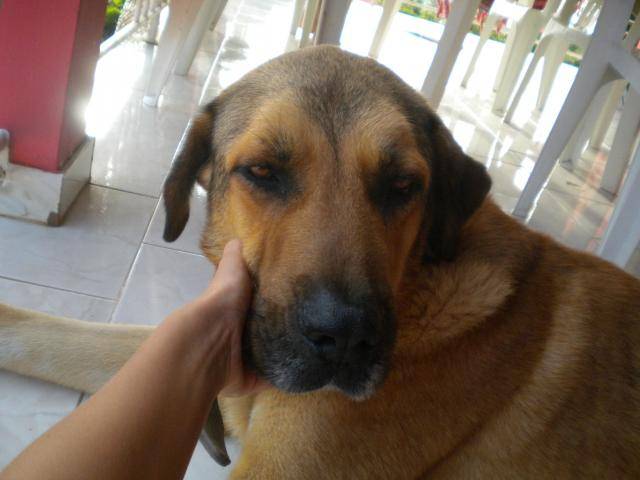 Berger d'Anatolie carnaque - Kangal