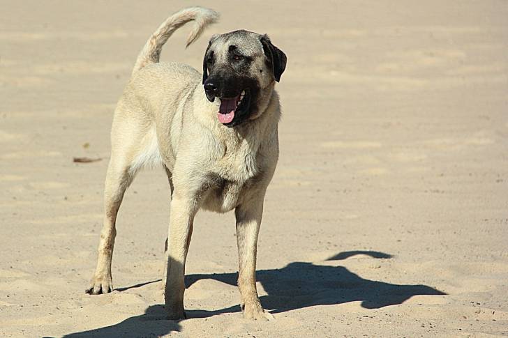 Photo Kangal