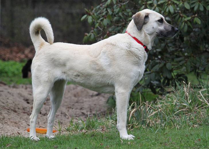 Photo Kangal