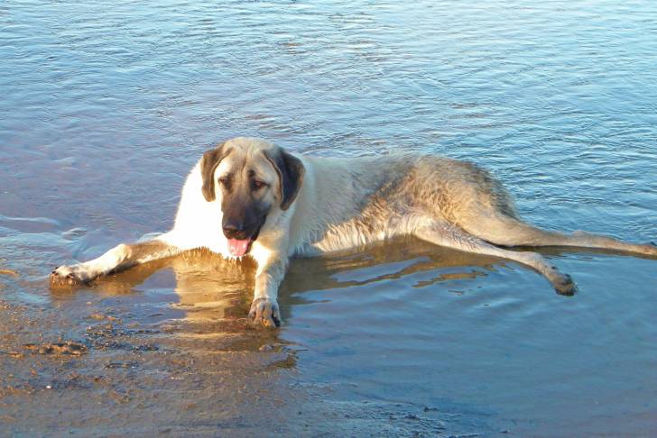 Photo Kangal