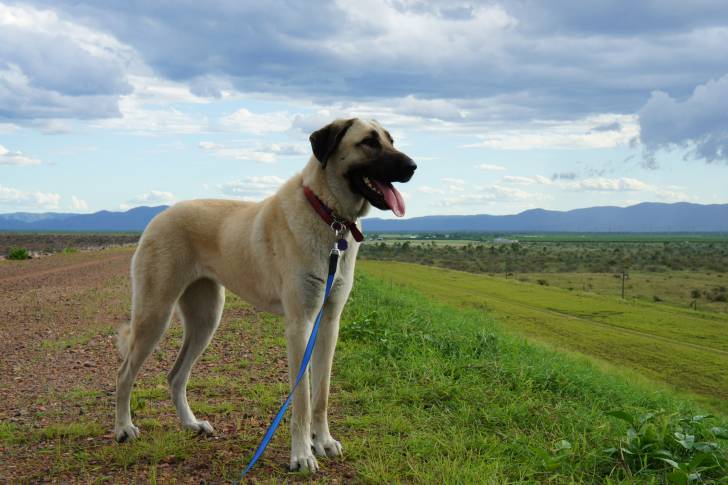 Photo Kangal