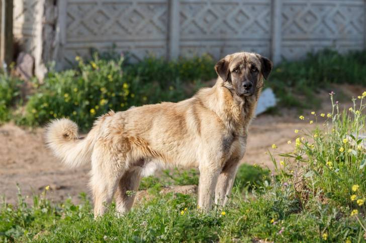 Photo Kangal