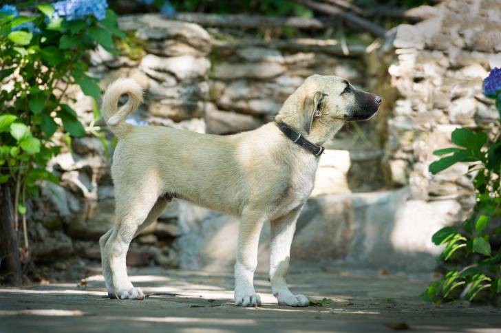 Photo Kangal