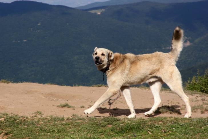 Photo Kangal