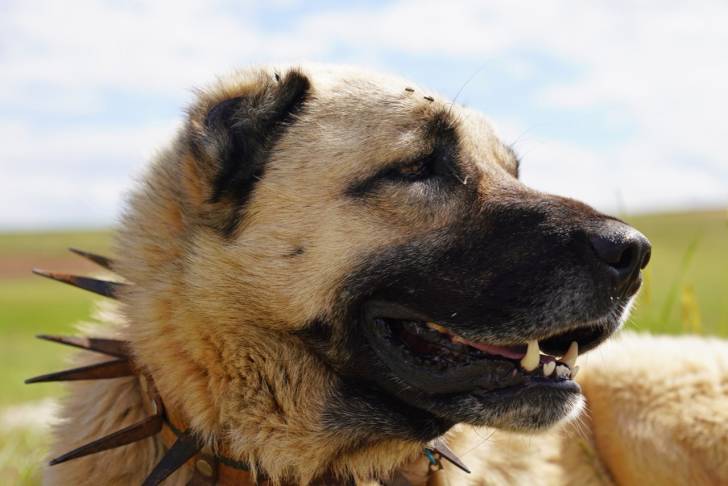 Photo Kangal