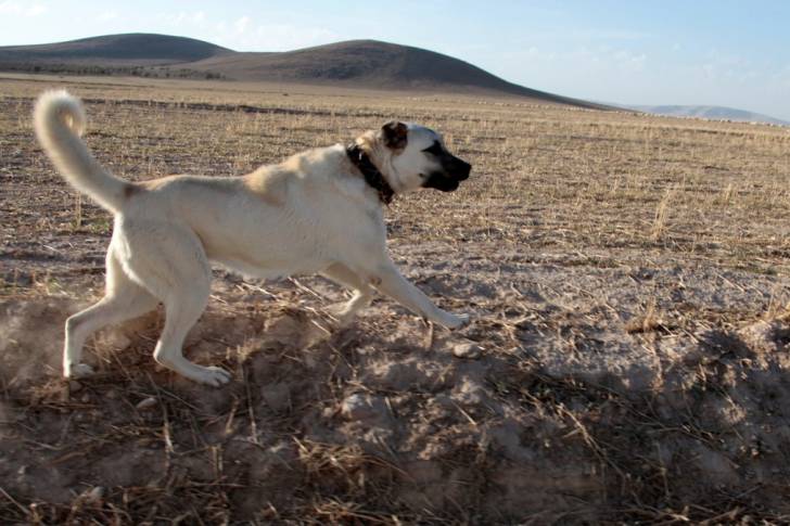 Photo Kangal