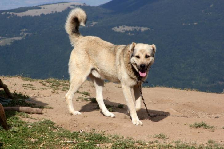 Un Kangal se tient debout au sommet d'une montagne