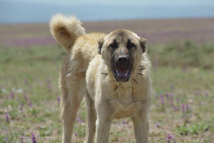 Photo Kangal
