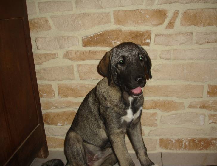 Ganjah - Kangal Femelle (4 mois)